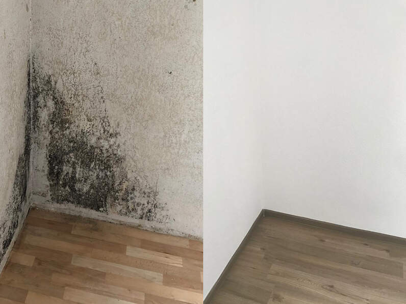 Vorsorge und Beseitigung von Schimmel durch Hausverwaltung DER IMMO TIP GmbH Dresden