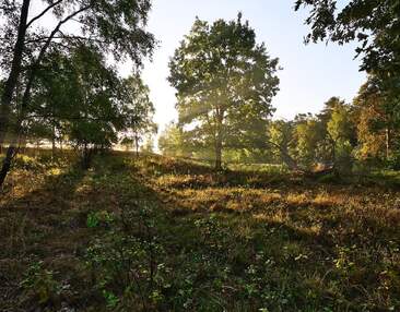 Naturnah an der Dresdner Heide leben mit Balkon & Tageslichtbad!